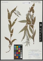 Foto von Salix alba L.